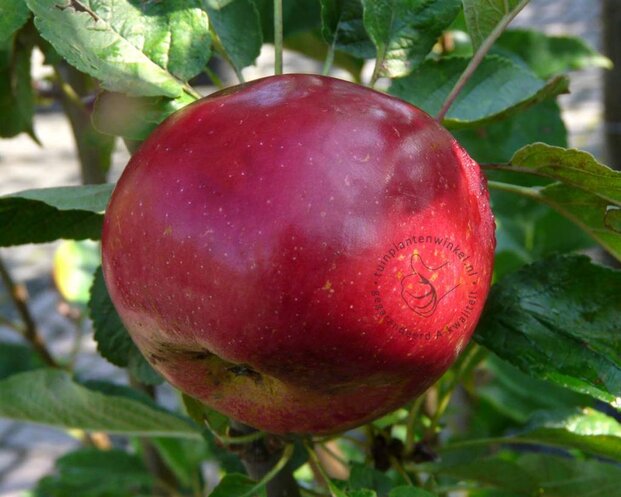 Malus domestica 'Ida Red' - hoogstam