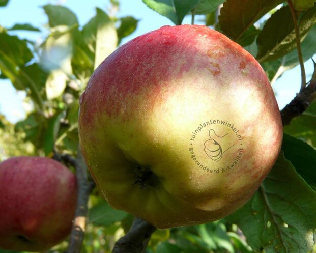 Malus domestica 'James Grieve' - halfstam