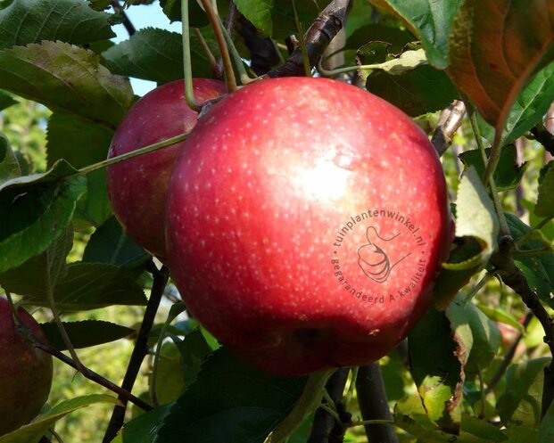 Malus domestica 'Sterappel' - halfstam