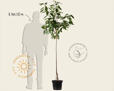 Prunus avium 'Mierlose Zwarte' - halfstam