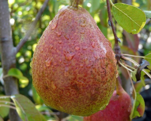 Pyrus communis 'Clapp's Favourite' - halfstam