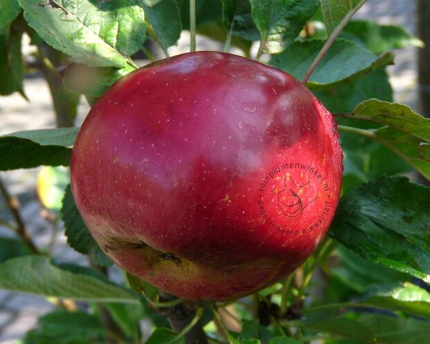 Malus domestica 'Ida Red' - laagstam