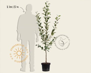 Malus domestica 'Rode Boskoop' - laagstam