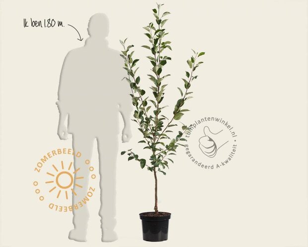 Malus domestica 'Rode Boskoop' - laagstam