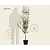 Pyrus communis 'Saint Remy' - laagstam
