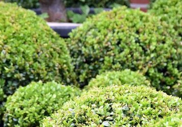 Alternatieven voor de buxus