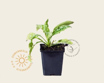 Pulmonaria saccharata 'Mrs. Moon'