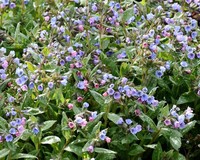 Pulmonaria saccharata 'Mrs. Moon'