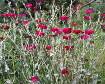 Lychnis coronaria