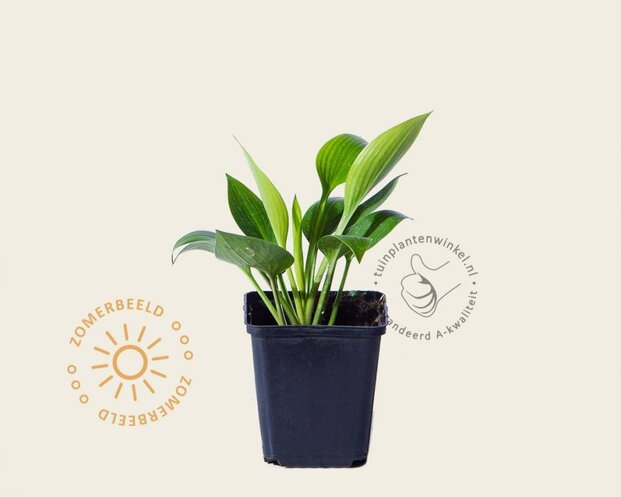 Hosta tardiana 'Devon Green'