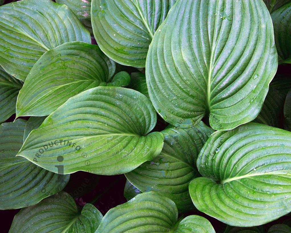 Hosta tardiana 'Devon Green'