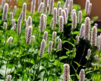 Persicaria bistorta 'Superba'