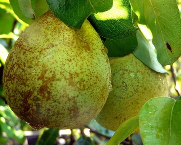Pyrus communis 'Louisa' - mini