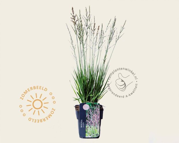 Molinia caerulea 'Heidezwerg'
