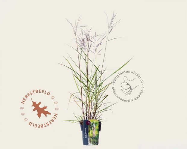 Miscanthus sinensis 'Aperitif'