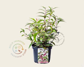 Leucothoe fontanesiana 'Whitewater' image