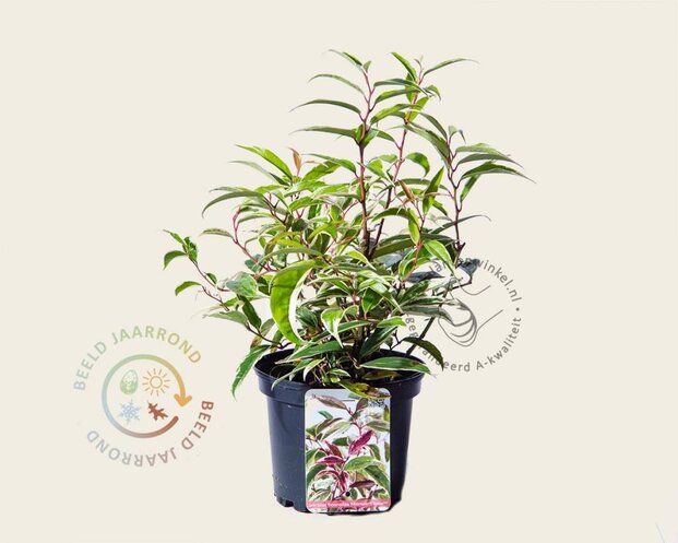 Leucothoe fontanesiana 'Whitewater'
