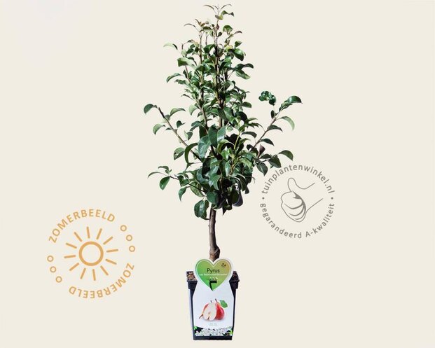 Pyrus communis 'Bonne Louise d'Avranches' - mini