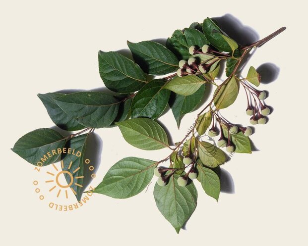 Styrax japonicus 'Purple Haze'