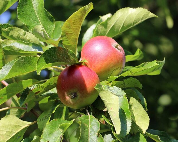 Malus domestica 'Discovery' - mini