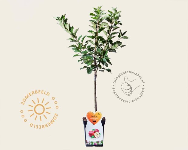 Malus domestica 'Discovery' - mini