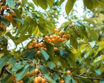 Prunus avium 'Dönissens Gelbe' - mini
