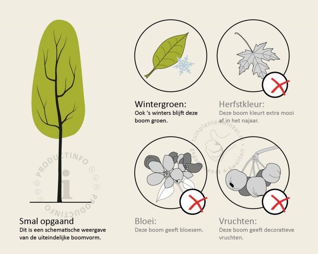 Quercus ilex - hoogstam