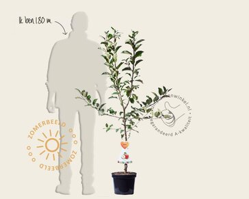 Malus domestica 'Braeburn' - laagstam