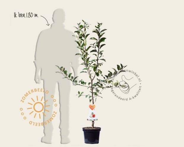 Malus domestica 'Braeburn' - laagstam