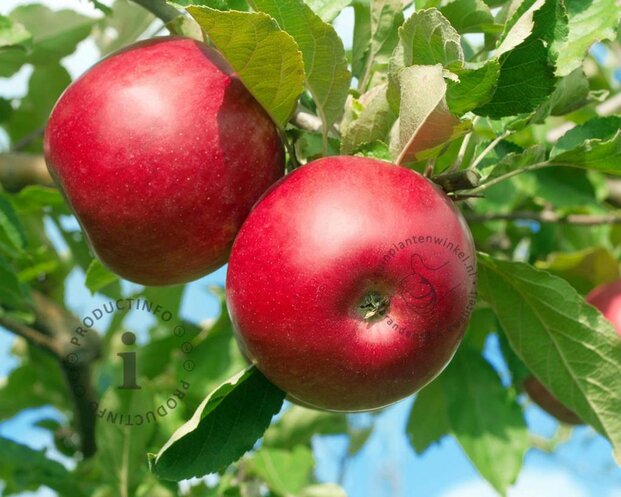 Malus domestica 'Summerred' - laagstam