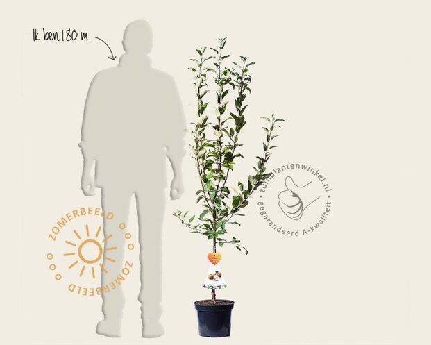 Malus domestica 'Ingrid Marie' - laagstam