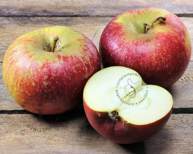 Malus domestica 'Ingrid Marie' - laagstam