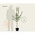 Malus domestica 'Granny Smith' - laagstam
