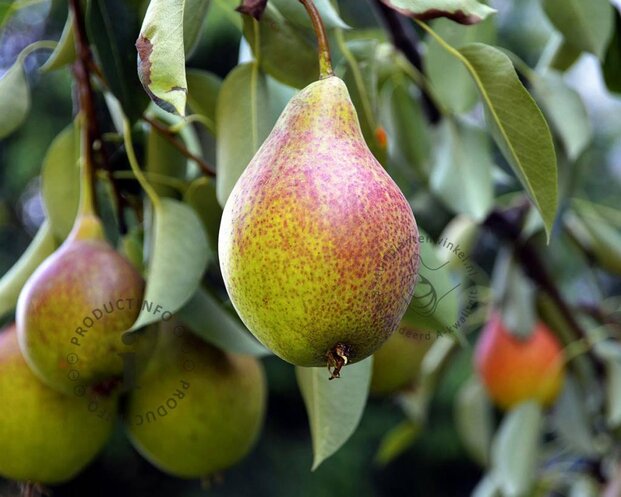 Pyrus communis 'Bonne Louise d'Avranches' - laagstam