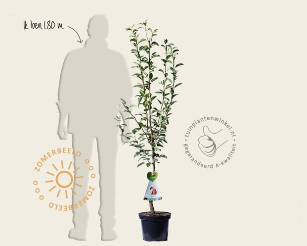 Pyrus communis 'Zoete Brederode' - laagstam