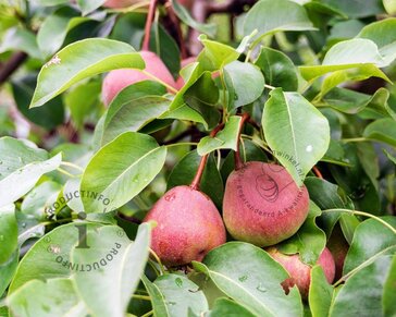 Pyrus communis 'Zoete Brederode' - laagstam