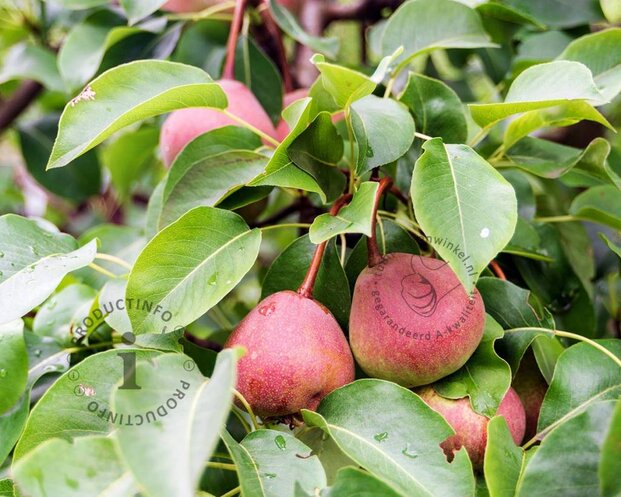 Pyrus communis 'Zoete Brederode' - laagstam