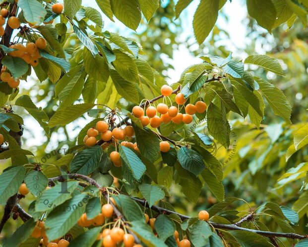 Prunus avium 'Dönissens Gelbe' - laagstam