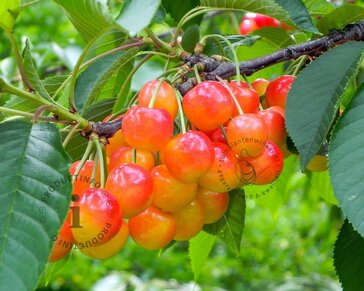 Prunus avium 'Bigarreau Napoleon' - laagstam