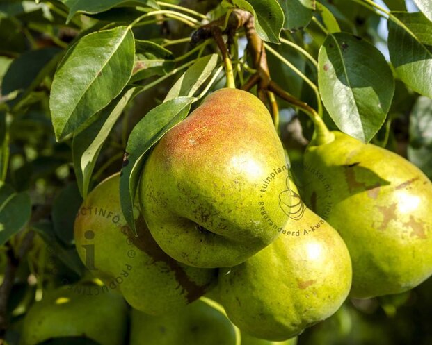 Pyrus communis 'Charneux' - halfstam