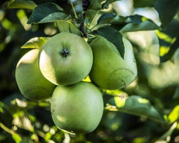 Malus domestica 'Granny Smith' - halfstam