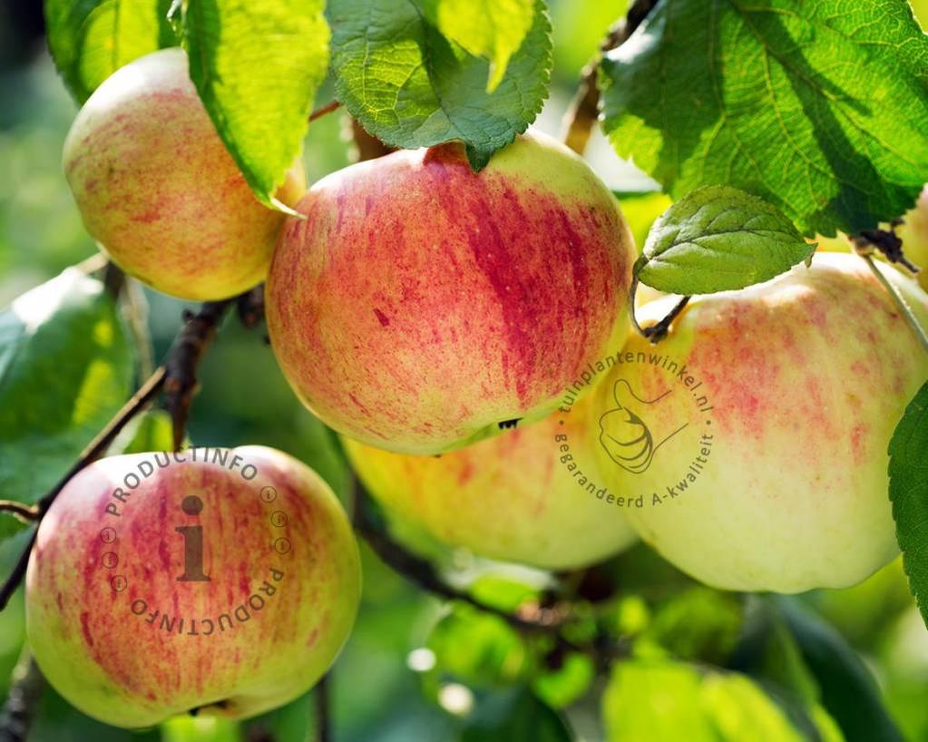 Malus domestica 'Gravenstein' halfstam kopen Handappel