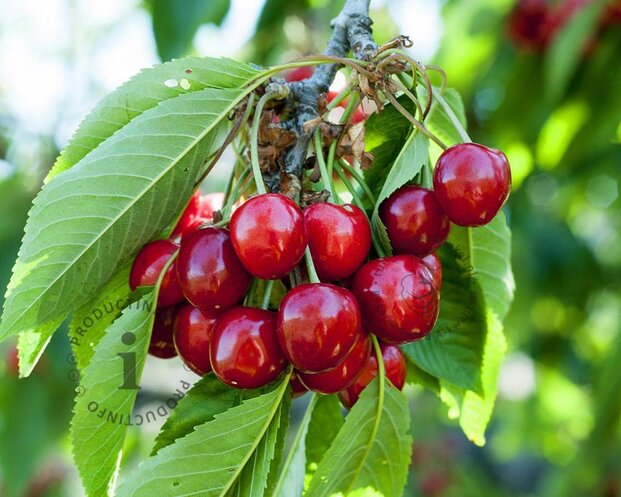 Prunus avium 'Hedelfinger' - halfstam