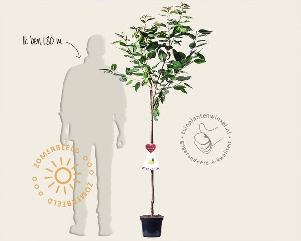 Prunus avium 'Dönissens Gelbe' - halfstam