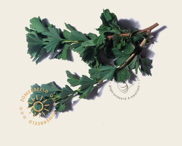 Ginkgo biloba 'Menhir' - beveerd