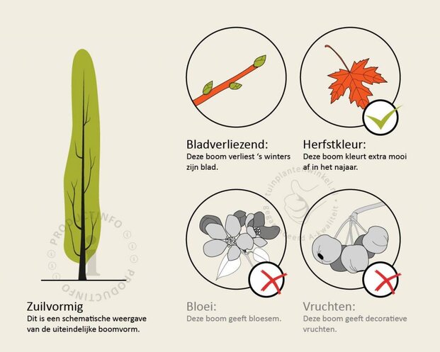 Ginkgo biloba 'Menhir' - beveerd