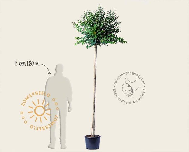 Cercidiphyllum japonicum 'Glowball' - 200 cm stam