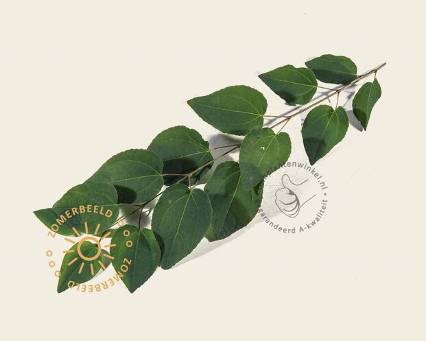 Cercidiphyllum japonicum 'Glowball' - 200 cm stam