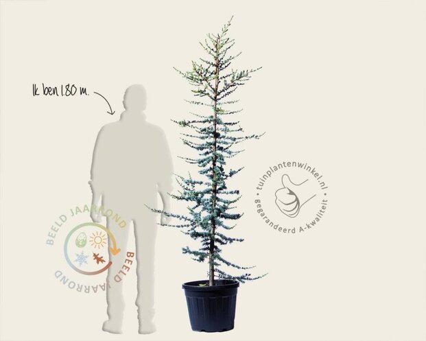 Cedrus libani 'Glauca'