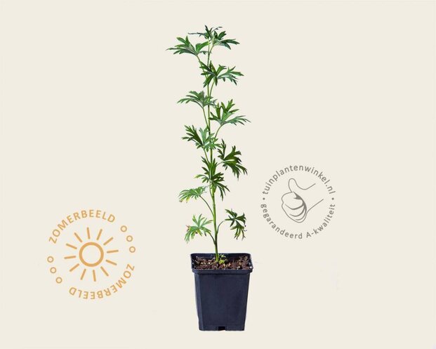 Aconitum napellus 'Album'